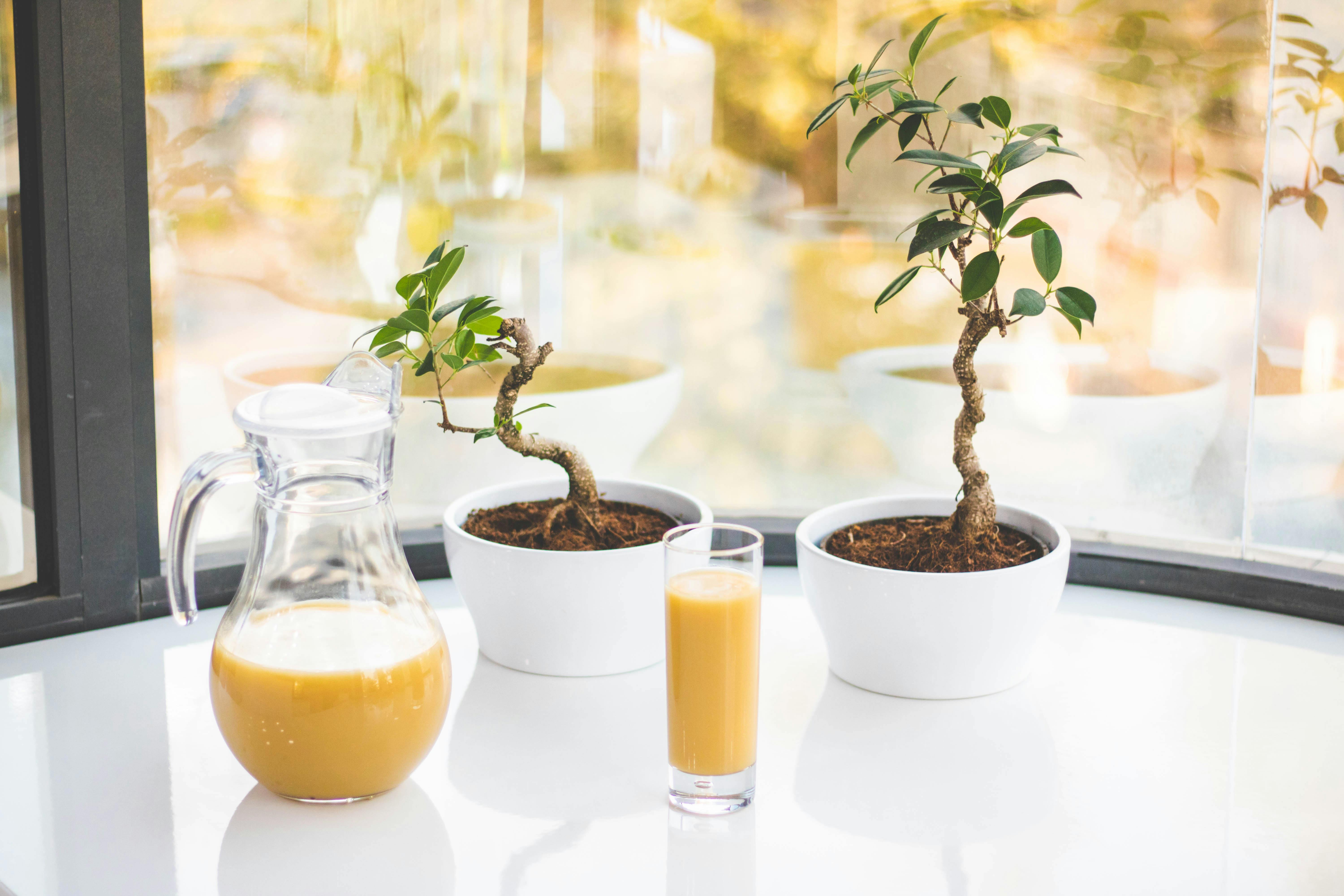 Jus baobab